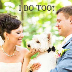 Morris Animal Inn's Pet Services For Weddings